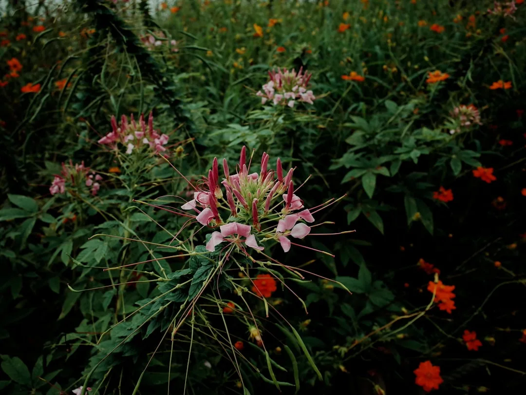 Deer resistant flowering plants arranged along a garden path with protective border