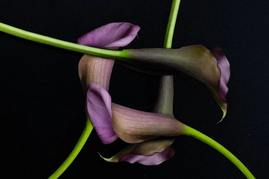 flowers/calla lily beautiful flower display, showing vibrant colors and healthy growth