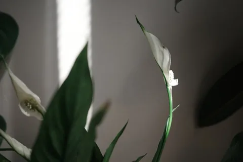 Peace Lily Care