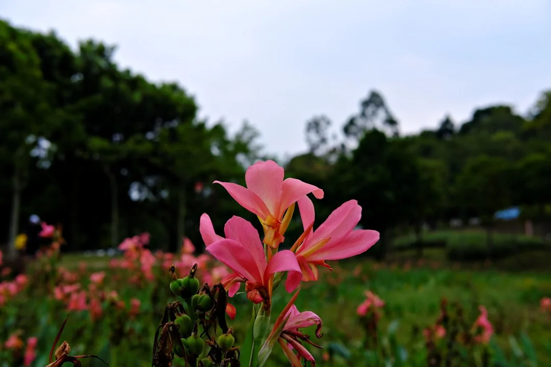 flowers/pink lily varieties pink oriental lilies in summer border