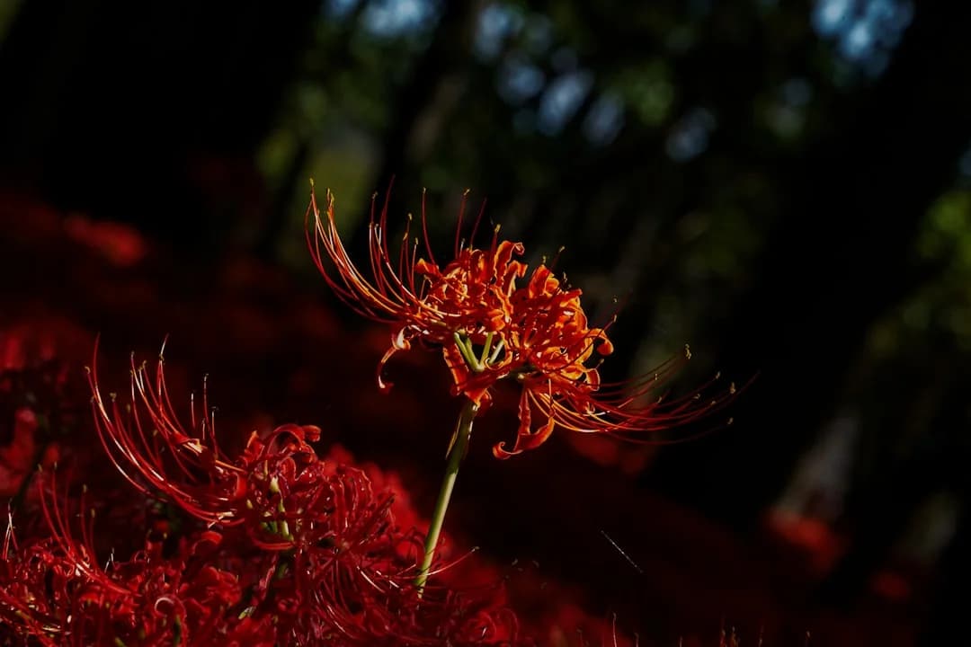 flowers/spider lily red spider lilies emerging in autumn
