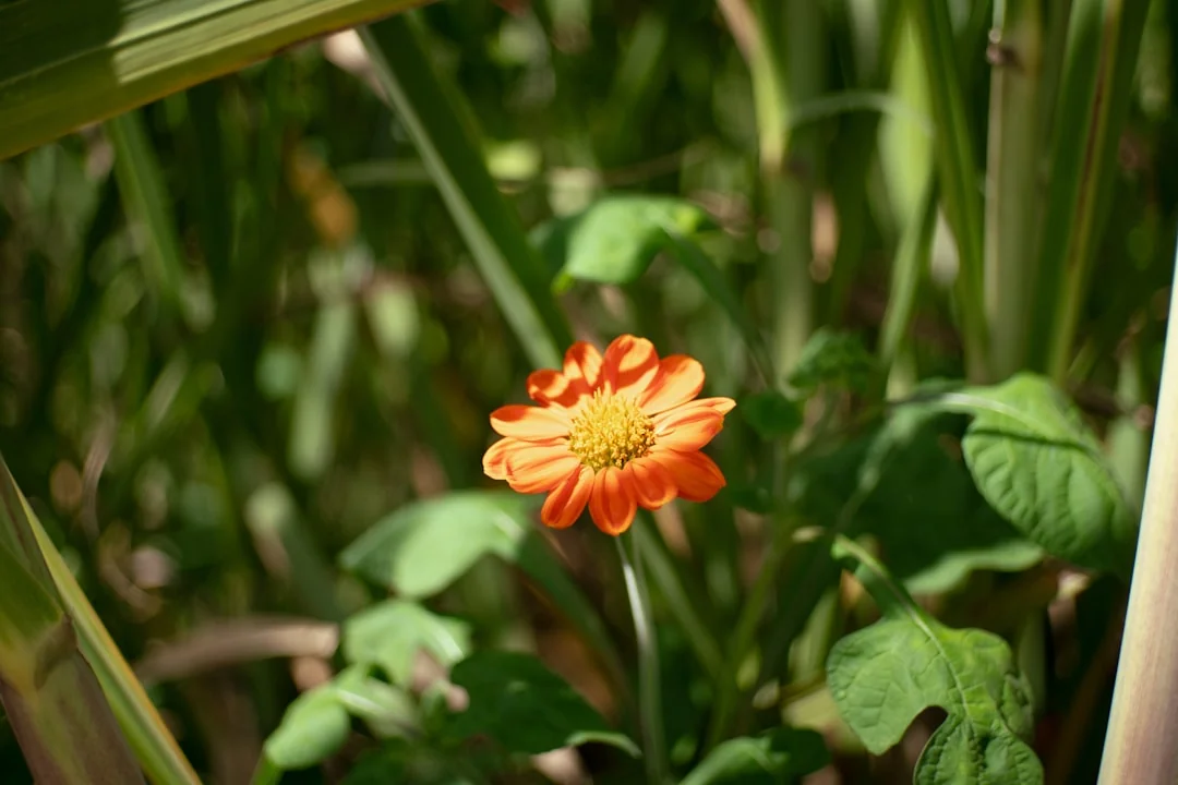 flowers/tiger lily orange tiger lilies with dark spots