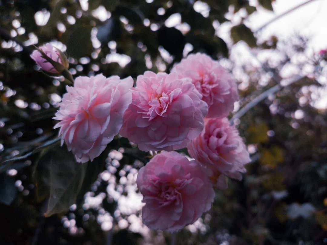 flowers/roses beautiful flower display, showing vibrant colors and healthy growth