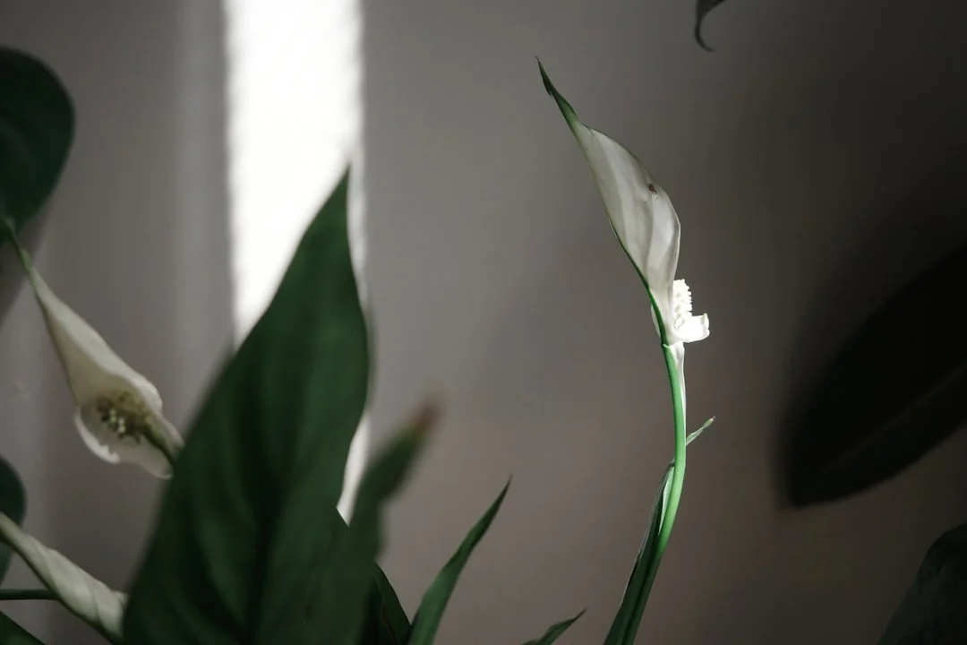 flowers/peace lily indoor plant with glossy leaves and spathes