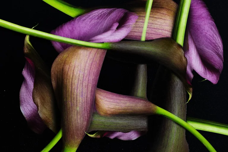 Group of calla lilies with overlapping spathes growing in a moist garden bed