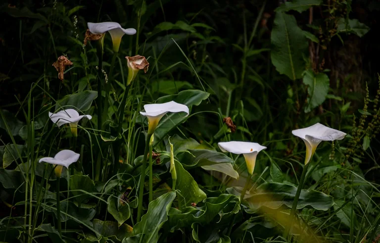 Yellow calla lilies planted alongside green foliage in a naturalistic garden border