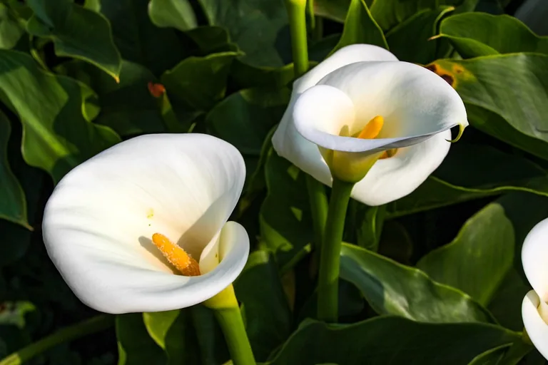 Miniature calla lily potted in a decorative container on a sunlit patio