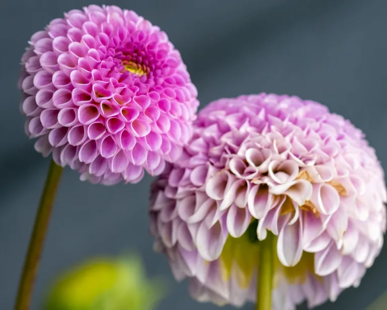 Pink decorative dahlia showing tightly arranged spiral petals in soft focus garden setting