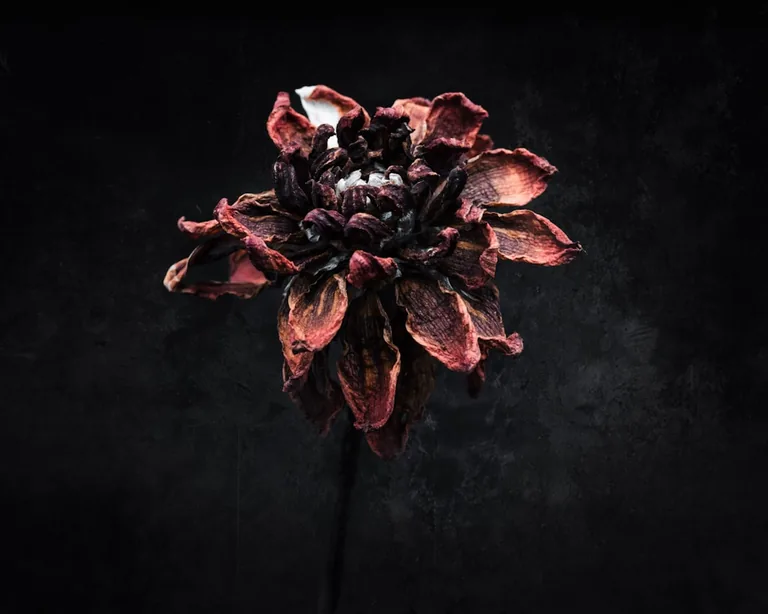 Multi-colored dahlia garden bed showcasing a variety of bloom forms and sizes in autumn