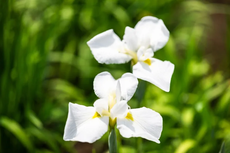 Lily of the valley spreading ground cover with broad green leaves and emerging flower stalks