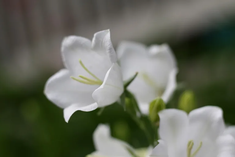 Close-up of lily of the valley bell-shaped blossoms with tiny dew droplets on petals