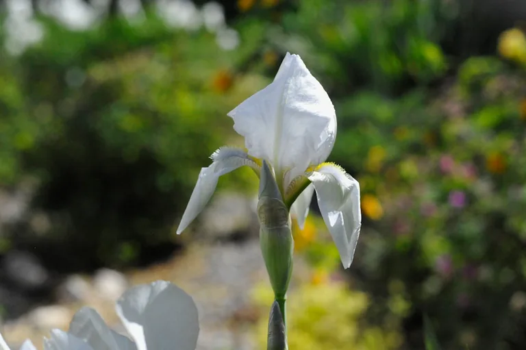 Lily of the valley naturalized along a shady woodland path as dense ground cover