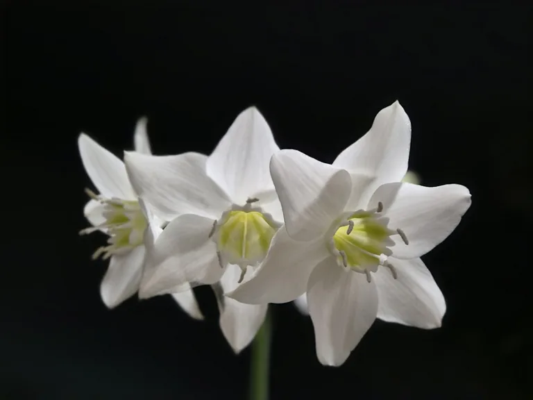 Row of lily of the valley in bloom edging a garden pathway with soft morning light
