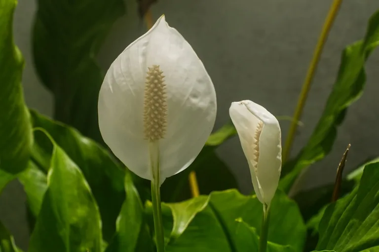 Peace lily blooming in a low-light indoor corner with multiple white flowers rising above foliage