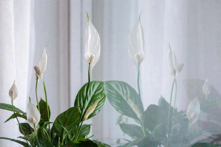 Close-up of a peace lily spathe and spadix showing the smooth white bract and green center spike