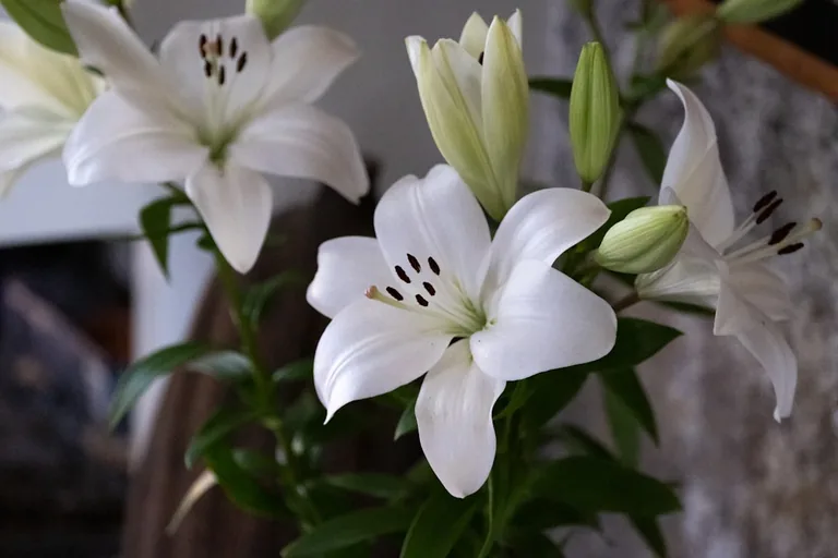 Peace lily in a ceramic pot on an office desk demonstrating its compact indoor growth habit