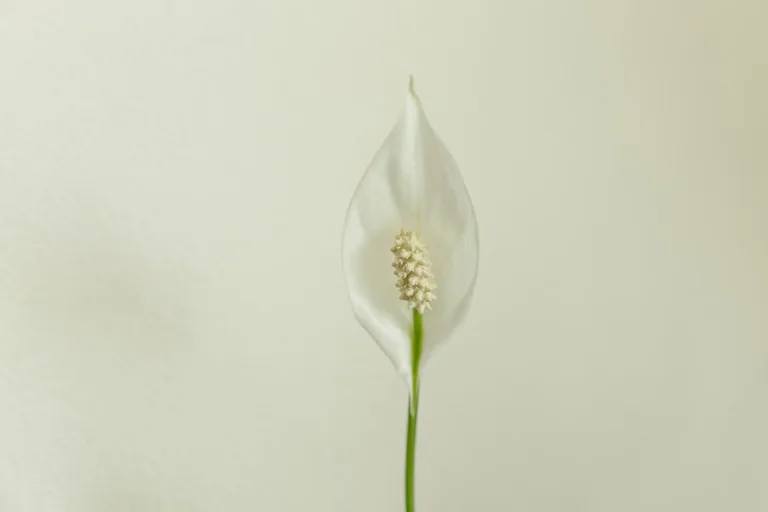 Multiple peace lilies grouped together in a modern white planter creating a lush indoor display