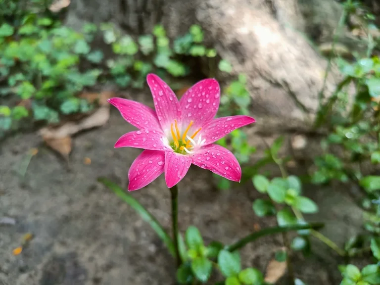 Soft blush Asiatic lilies with faint speckled markings on upward-facing open petals