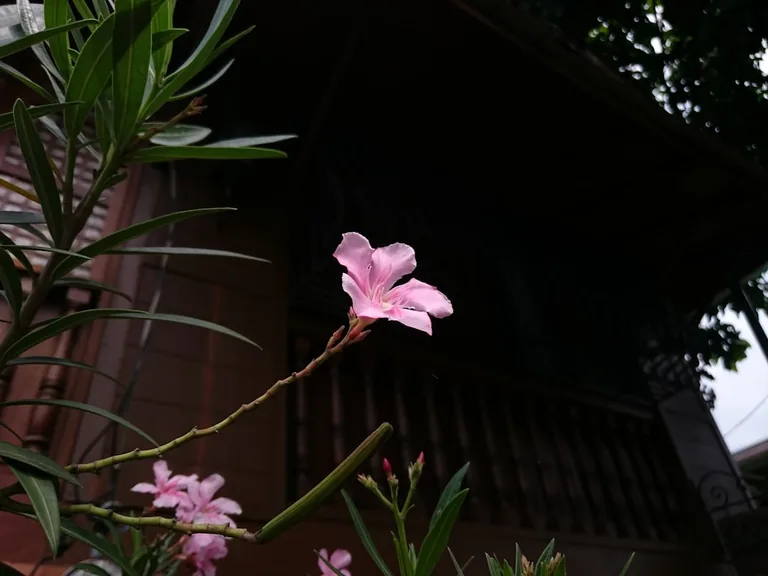 Cluster of pink trumpet lilies growing in a terracotta container on a sunny patio