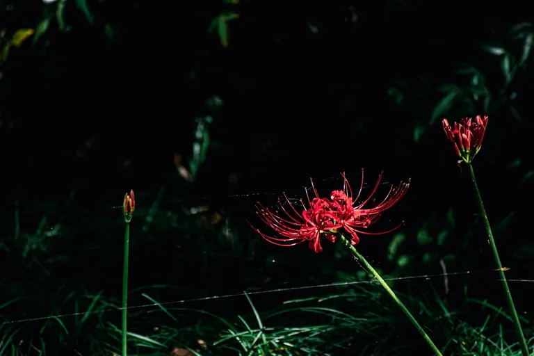 Close-up of spider lily showing long curling stamens and thread-like petals radiating outward