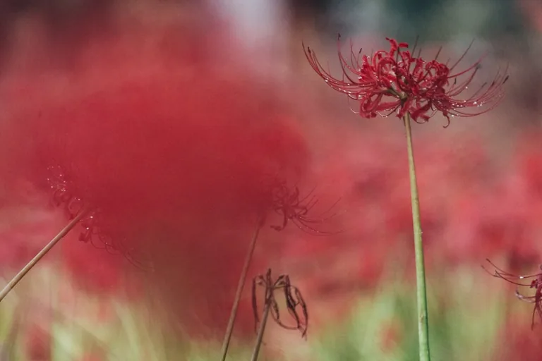 Cluster of red spider lilies lining a stone garden path creating a vivid autumn display