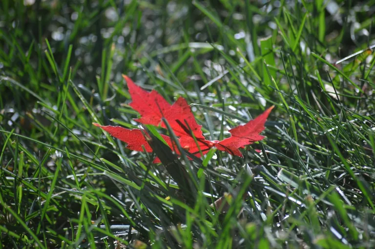 Spider lilies naturalized at the edge of a shaded woodland garden among fallen leaves
