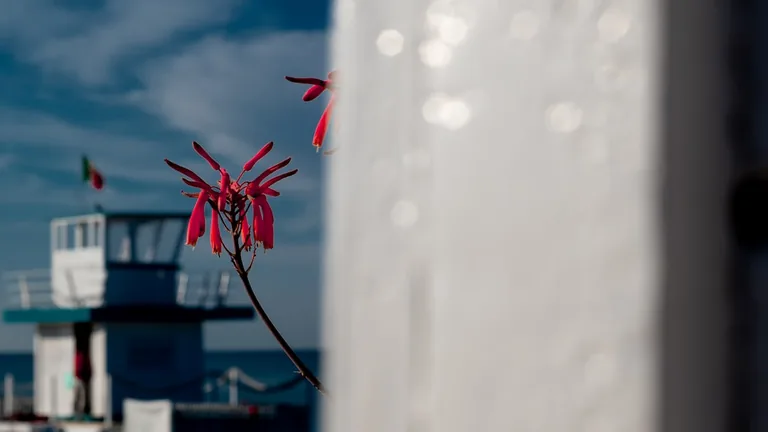 Golden yellow spider lily cultivar (Lycoris aurea) with delicate reflexed petals