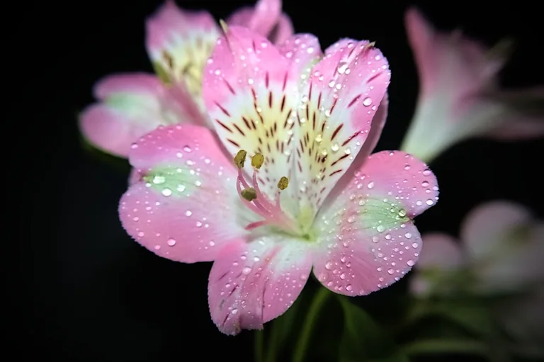 Pink and white stargazer lilies growing in a sunny garden border alongside green perennials