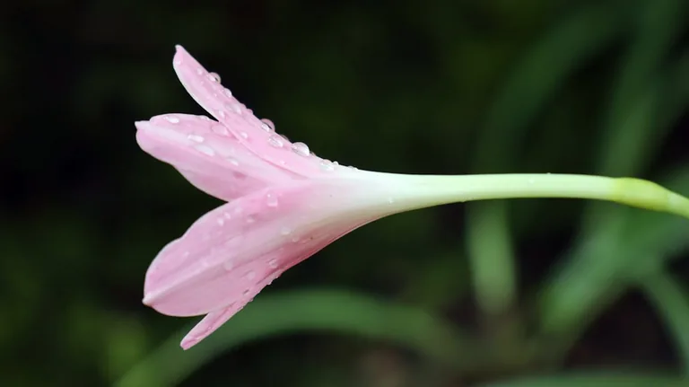 Upward-facing stargazer lily bloom showing the characteristic recurved petal tips and prominent stamens