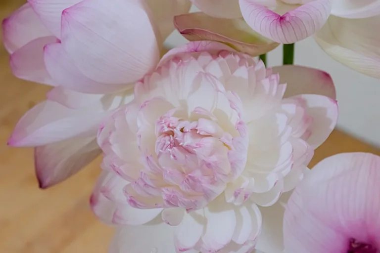 Stargazer lily arrangement in a glass vase accented with fern fronds and baby's breath