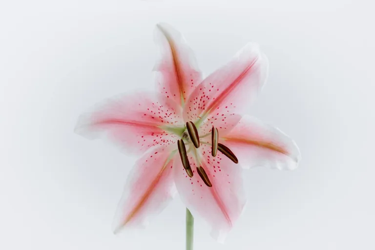 Group of stargazer lilies blooming in an evening garden with soft twilight illumination