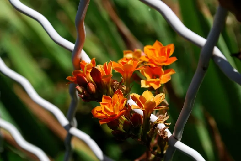 Naturalized tiger lilies growing in a wildflower meadow with tall grasses