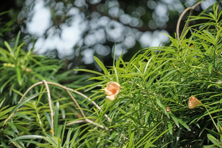 Close-up of tiger lily showing heavily speckled orange petals curling backward to reveal long stamens