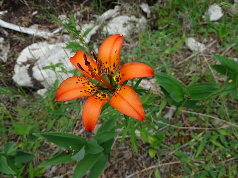 Tiger lily stem with dark purple bulbils visible at leaf axils ready for propagation