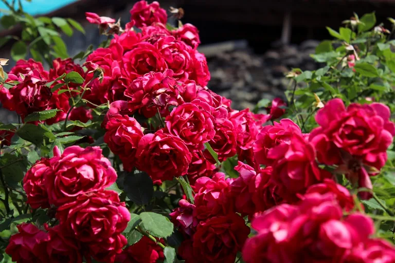 Pink floribunda roses growing in a cluster with multiple open blooms on each stem