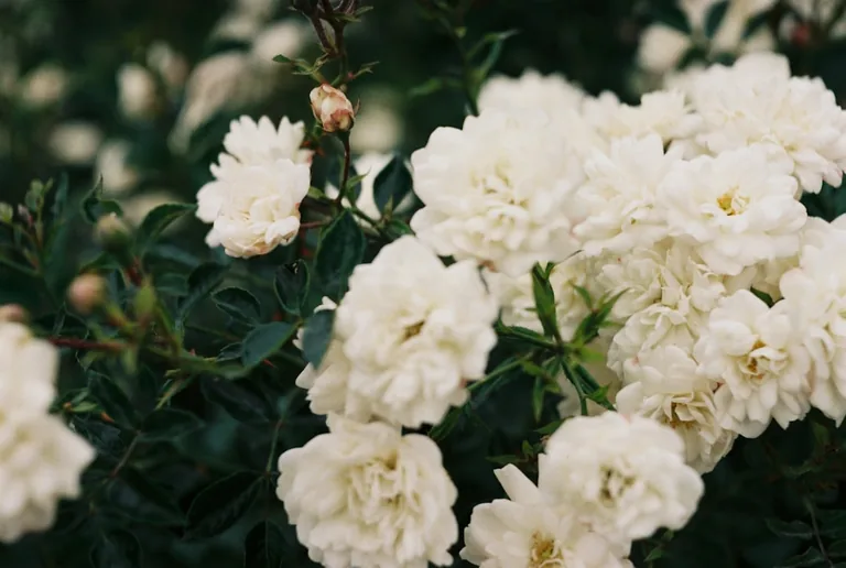 Peach-colored climbing rose cascading over a garden trellis in peak summer bloom