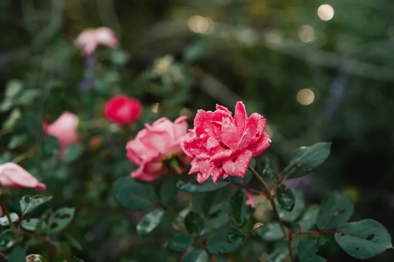 Mixed rose garden bed with red, pink, and yellow varieties growing in rich composted soil