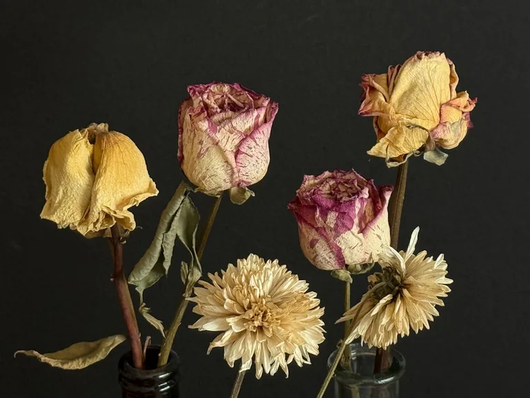 White shrub roses with semi-double blooms growing along a cottage garden fence line